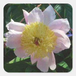 Roze en Gele Pioenen Mooie Bloemen Vierkante Sticker
