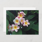  roze en gele pruimen foto briefkaart (Voorkant / Achterkant)