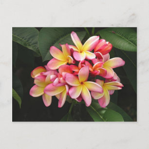 Roze en gele pruimen Tropische Bloemen Briefkaart