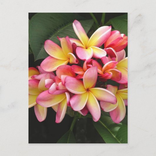 Roze en gele pruimen Tropische Bloemen Briefkaart (Voorkant)