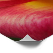 Roze en Gele Roos Bloemfotografie Poster (Hoek)