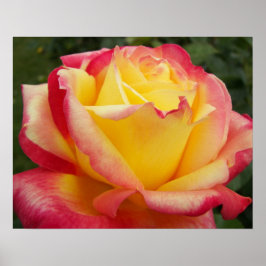 Roze en Gele Roos Bloemfotografie Poster