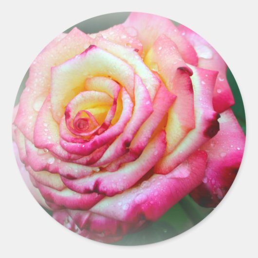 Roze en Gele Rose Ronde Sticker (Voorkant)
