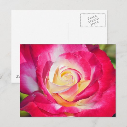 Roze en gele roze briefkaart (Voorkant / Achterkant)