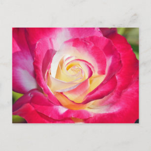 Roze en gele roze briefkaart