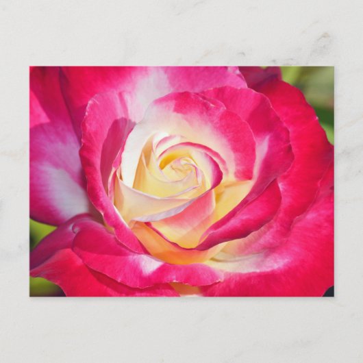 Roze en gele roze briefkaart (Voorkant)