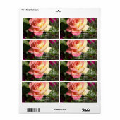  roze en gele rozenbloem, aangepast etiket (Full Sheet)