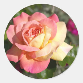  roze en gele rozenbloem. Floral Ronde Sticker