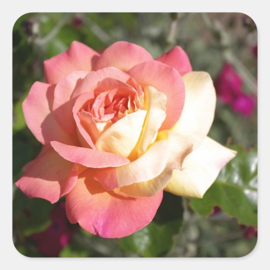  roze en gele rozenbloem. Floral Vierkante Sticker (Voorkant)
