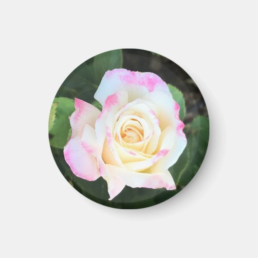 Roze en Gele Rozenmagneet Magneet (Voorkant)
