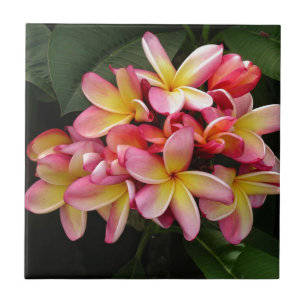 Roze en gele Tropische Plumeria Flowers Tegeltje