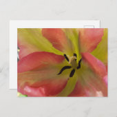 Roze en gele Tulip Briefkaart (Voorkant / Achterkant)