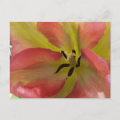 Roze en gele Tulip Briefkaart (Voorkant)