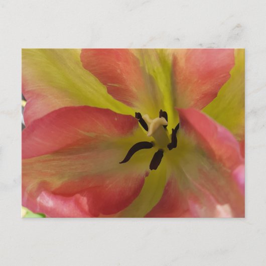 Roze en gele Tulip Briefkaart (Voorkant)