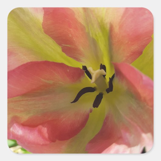 Roze en gele Tulip Vierkante Sticker (Voorkant)