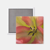Roze en gele Tulp Magnet (Voorkant / Achterkant)