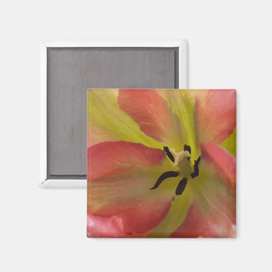 Roze en gele Tulp Magnet (Voorkant / Achterkant)