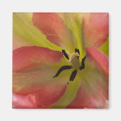 Roze en gele Tulp Magnet (Voorkant)