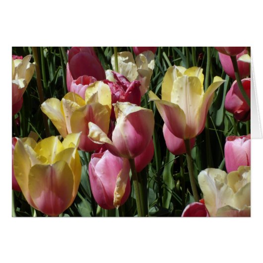 Roze en gele Tulpen (Voorkant Horizontaal)