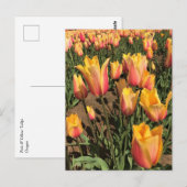 Roze en gele tulpen briefkaart (Voorkant / Achterkant)