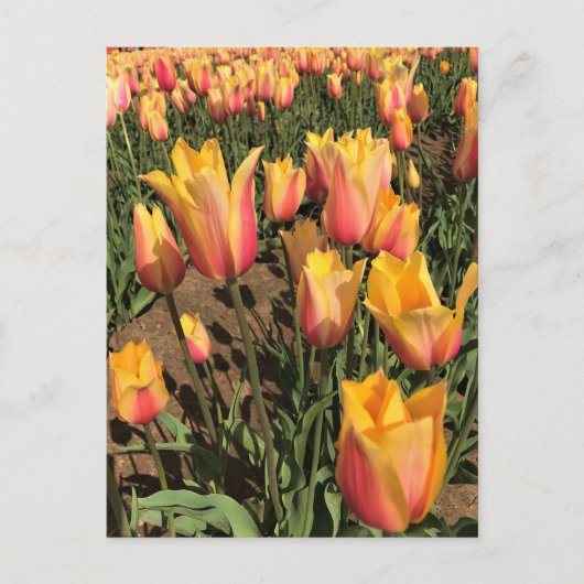 Roze en gele tulpen briefkaart (Voorkant)