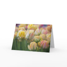Roze en Gele Tulpen