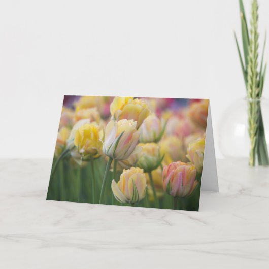 Roze en Gele Tulpen Kaart (Voorkant)