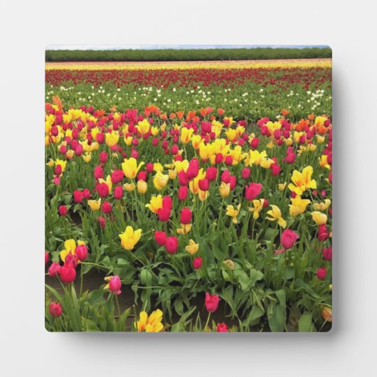 Roze en gele Tulpen, oregon Fotoplaat (Voorkant)