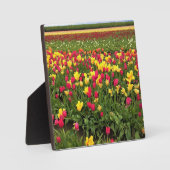 Roze en gele Tulpen, oregon Fotoplaat (Voorkant)