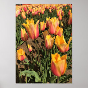 Roze en gele tulpen poster