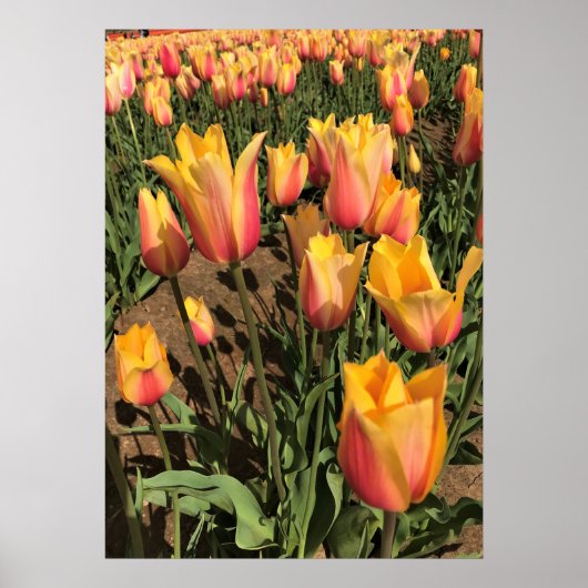 Roze en gele tulpen poster (Voorkant)