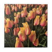  roze en gele tulpen tegeltje (Voorkant)