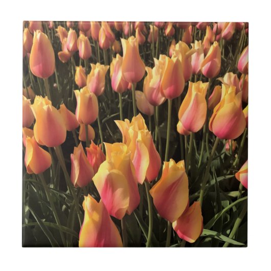 roze en gele tulpen tegeltje (Voorkant)