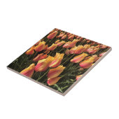 roze en gele tulpen tegeltje (Zijkant)