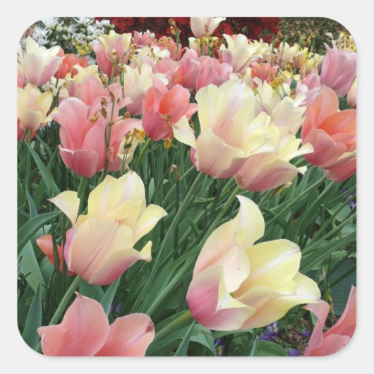 Roze en gele tulpen vierkante sticker (Voorkant)