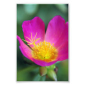 Roze en gele ventilator foto afdruk (Voorkant)