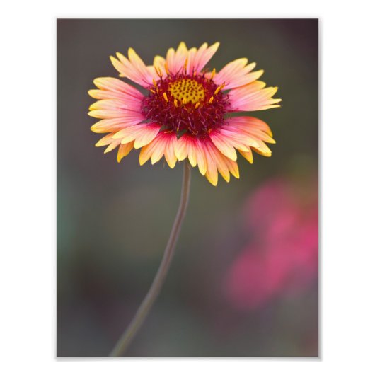 Roze en gele woestijn foto afdruk (Voorkant)