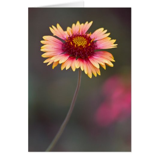 Roze en Gele Woestijnmadeliefje (Voorkant)