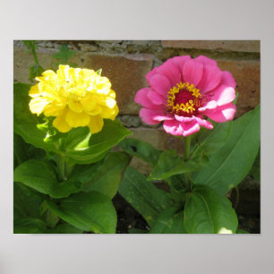 Roze en gele zink afdrukken poster