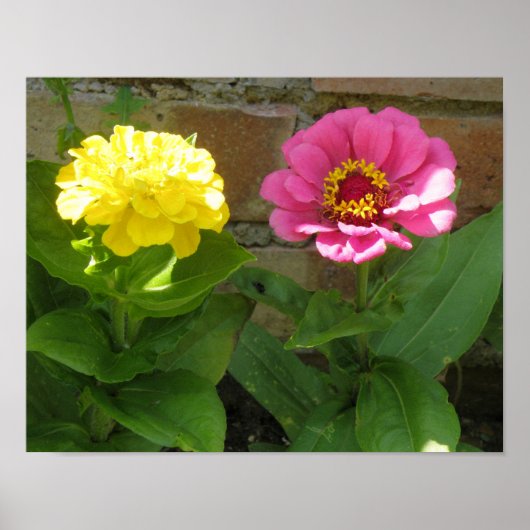Roze en gele zink afdrukken poster (Voorkant)