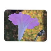 Roze en gouden glans Morning Glory Magneet (Horizontaal)
