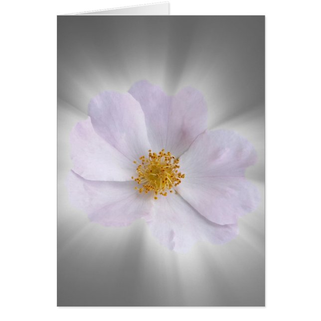 roze en grijs (Voorkant)