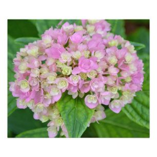 Roze en groene hydrangea foto afdruk