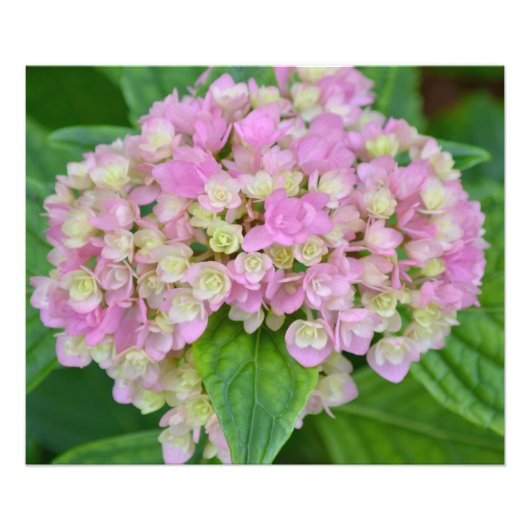 Roze en groene hydrangea foto afdruk (Voorkant)