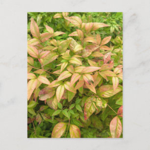 Roze en groene Nandina-bladeren Briefkaart
