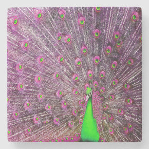 Roze en groene pacock, stenen onderzetter