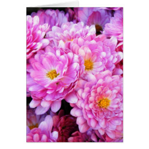 "Roze en  Mums"