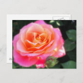 Roze en Oranje Roos Macro Foto Briefkaart (Voorkant / Achterkant)