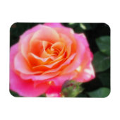  Roze en Oranje Roos Macro Foto Magneet (Horizontaal)