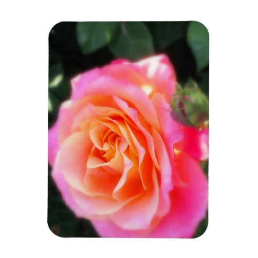  Roze en Oranje Roos Macro Foto Magneet (Verticaal)